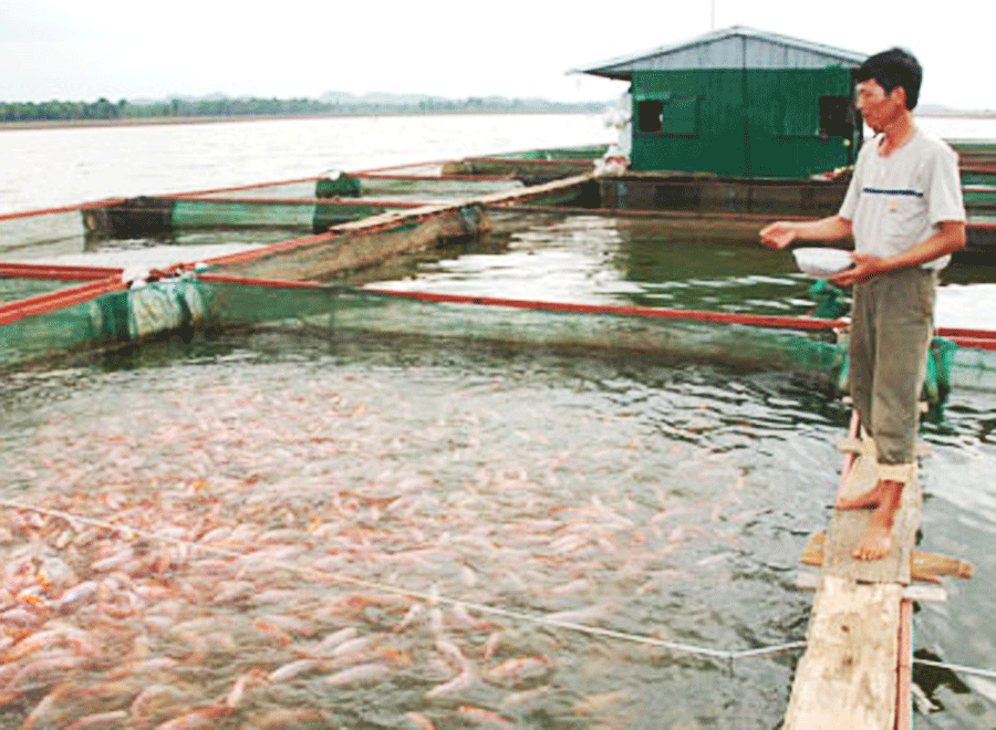 Can Lộc (Hà Tĩnh) hỗ trợ 5.200 kg cá giống cho 180 hộ dân