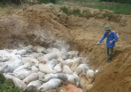 Nam Định: Tiêu hủy gần 10 tấn lợn nhiễm Dịch tả lợn Châu Phi