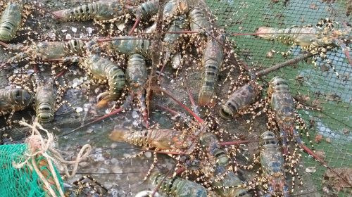 Phú Yên: Cảnh báo bất thường môi trường nước vùng nuôi tôm hùm ở thị xã Sông Cầu