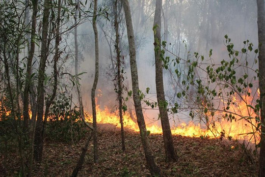 Quảng Ngãi: Xảy ra 12 vụ cháy rừng trong 5 tháng đầu năm 2021