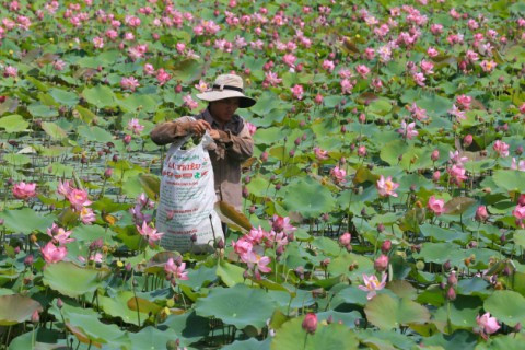 Thừa Thiên – Huế: Bảo tồn, khai thác và phát triển bền vững nghề trồng sen