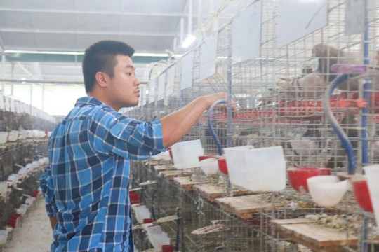 Quảng Ninh: Giải pháp thiết thực phòng chống dịch bệnh trên đàn vật nuôi