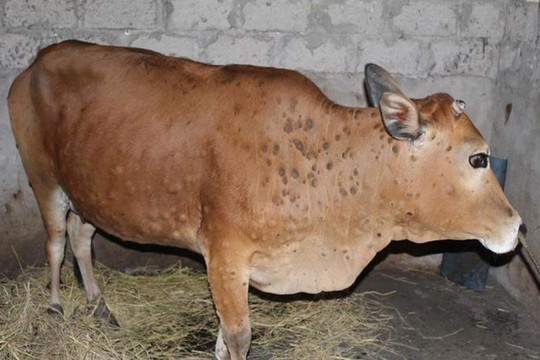 Quảng Ninh: Kiểm soát chặt bệnh viêm da nổi cục trên trâu, bò