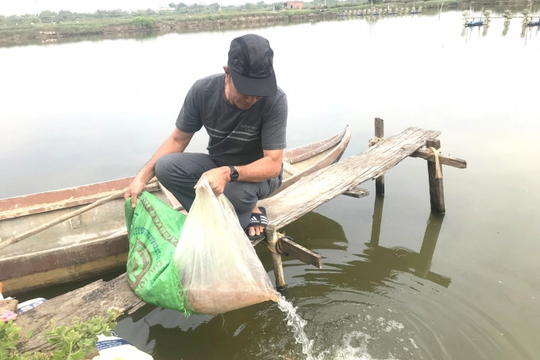 Bình Định: Khắc phục nạn ô nhiễm nguồn nước, nuôi tôm hiệu quả