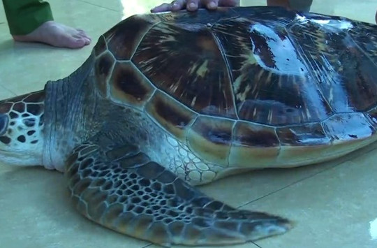 Nghệ An: Thả cá thể rùa biển quý hiếm về tự nhiên
