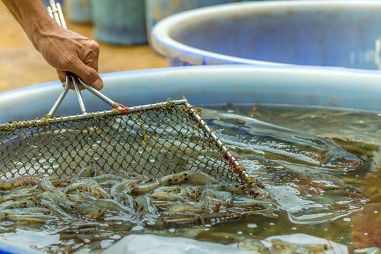 Bạc Liêu: Nhiều giải pháp hiệu quả và phát triển trong nuôi trồng thủy sản