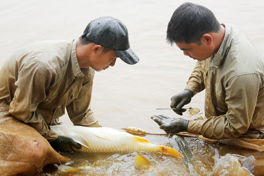 Lào Cai: Nuôi trồng thủy sản chủ động ứng phó mùa mưa bão