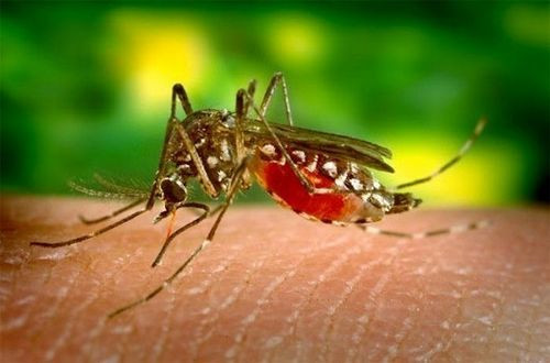 Trung Quốc xóa sổ bệnh sốt rét