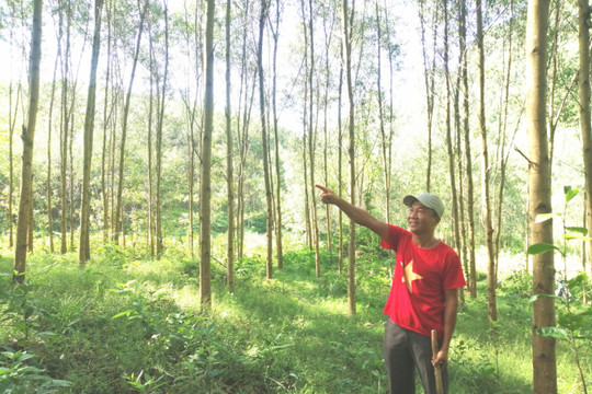 Hòa Bình: Phát triển rừng gỗ lớn bằng giống cây mọc nhanh