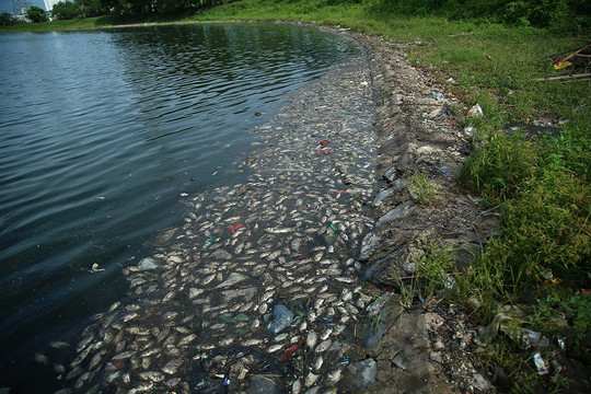 Hà Nội: Cá chết trắng tại hồ Yên Sở do thay đổi thời tiết