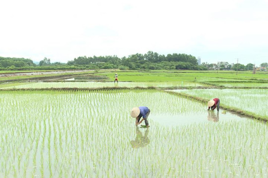 Quảng Ninh: Phòng trừ sâu bệnh gây hại trên cây trồng vụ mùa
