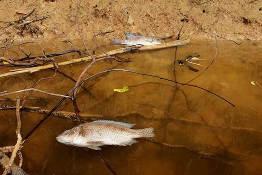 Quảng Trị: Nước sông chuyển màu và có mùi, cá chết bất thường