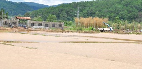 Lâm Đồng: Mưa lớn nhấn chìm hơn 100 hecta vùng chuyên canh rau, hoa