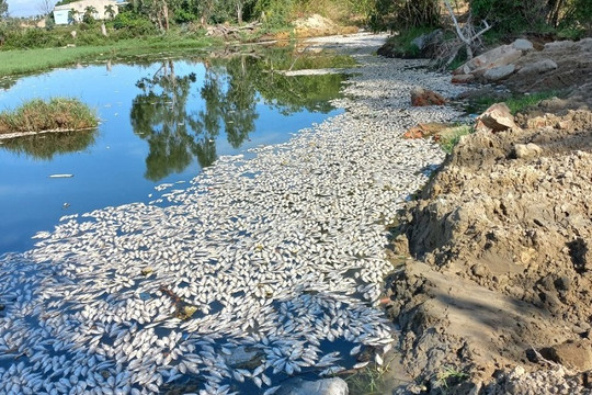 Đà Nẵng: Cá chết bất thường, nổi trắng trên sông Cổ Cò sau mưa lớn