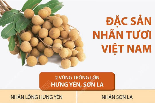 [Infographics] Đặc sản nhãn tươi Việt Nam