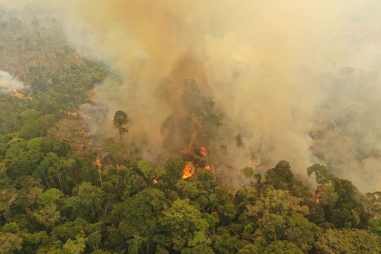 Hơn 10.000 loài động thực vật tại rừng Amazon có nguy cơ tuyệt chủng