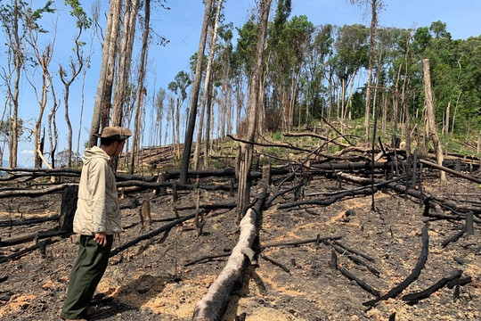 Tình trạng phá rừng tại Đắk Lắk vẫn diễn biến rất phức tạp