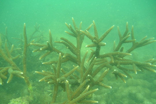Quảng Ninh: Khôi phục và bảo vệ hệ sinh thái rạn san hô trên vịnh Hạ Long