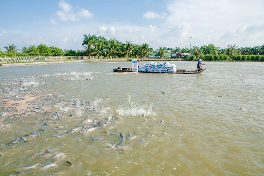 Cần Thơ: Kiểm soát hiệu quả dịch bệnh trong nuôi thủy sản