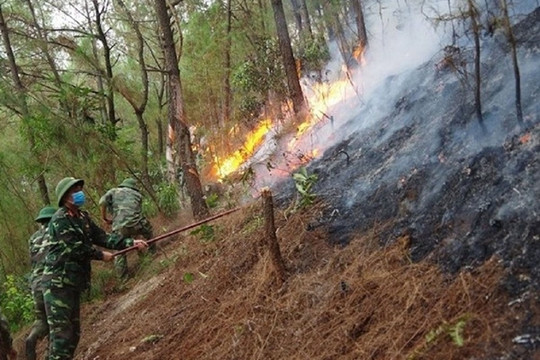 Hiệu quả từ công tác phòng chống cháy rừng năm 2021 tại Nghệ An
