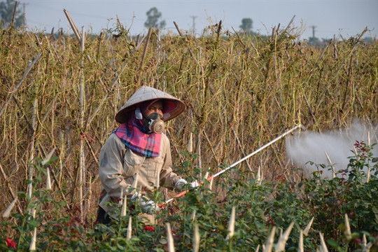 Hà Nội: Đi đầu trong việc giảm tối đa thuốc bảo vệ thực vật trên cây trồng