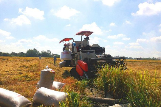 Lúa chín thiếu đầu ra, Bộ NN-PTNT đề xuất Chính phủ mua tạm trữ hỗ trợ nông dân
