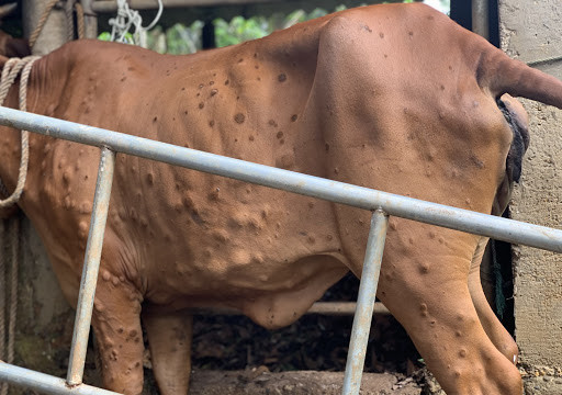 Phú Yên: Hơn 2.000 con bò bị bệnh viêm da nổi cục