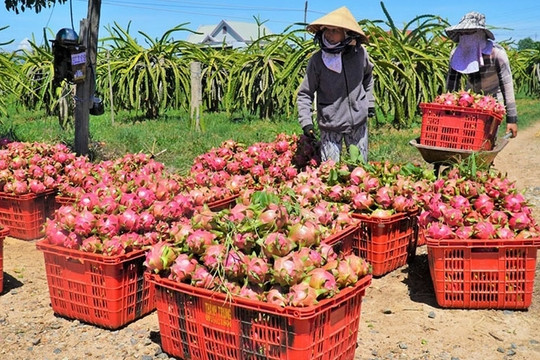 Gỡ khó trong lưu thông hàng nông sản các tỉnh Nam Bộ, Tây Nguyên