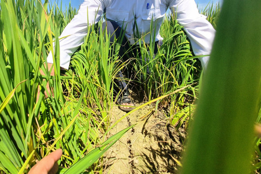 Quảng Nam: Hạn mặn xâm nhập, hàng ngàn ha lúa “khát” nước tưới