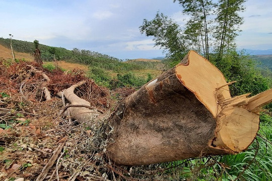 Quảng Nam: Ngăn chặn, xử lý nghiêm nạn xâm chiếm rừng tự nhiên để trồng cây keo