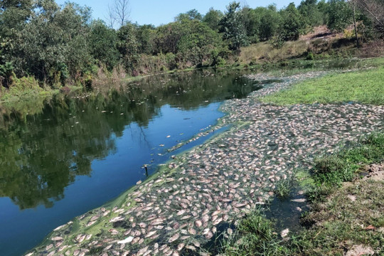Thừa Thiên-Huế: Cá ở sông suối chết hàng loạt chưa rõ nguyên nhân