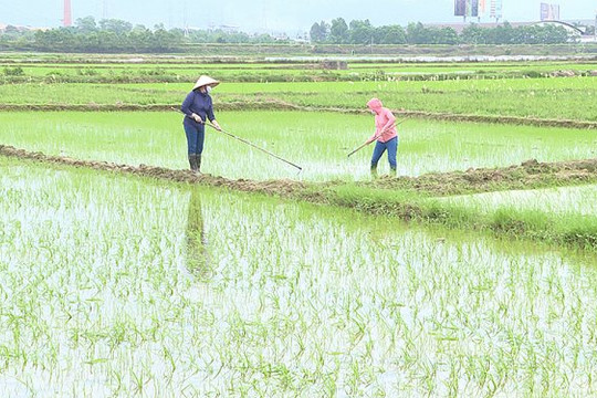 Quảng Ninh: Chủ động đảm bảo các điều kiện sản xuất vụ lúa mùa