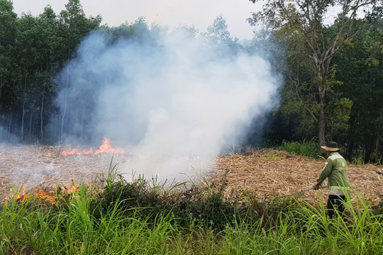 “Báo động đỏ” nguy cơ cháy rừng tại Phú Yên