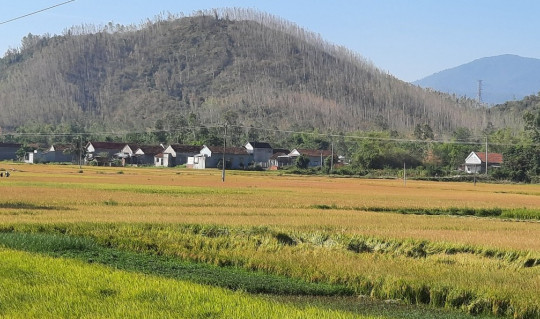 Bình Định: Nhiều diện tích rừng trồng bị chết khô do nắng nóng kéo dài