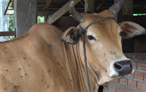 Khánh Hòa: Phòng, chống bệnh viêm da nổi cục trên gia súc