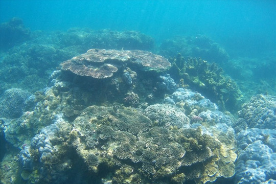 Tăng cường quản lý, bảo vệ rạn san hô ven biển Quy Nhơn