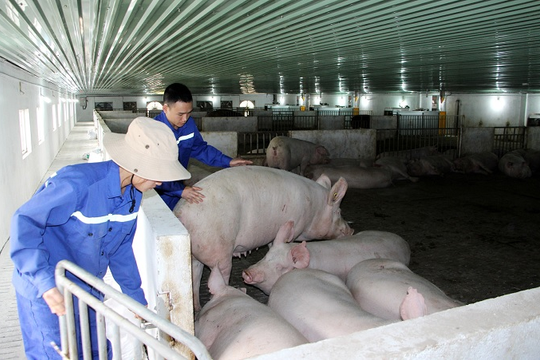 Quảng Ninh: Đảm bảo vệ sinh môi trường trong chăn nuôi