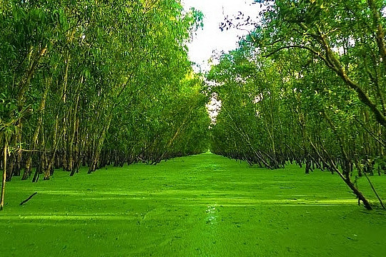 Kiên Giang triển khai nhiều biện pháp tăng độ che phủ của rừng