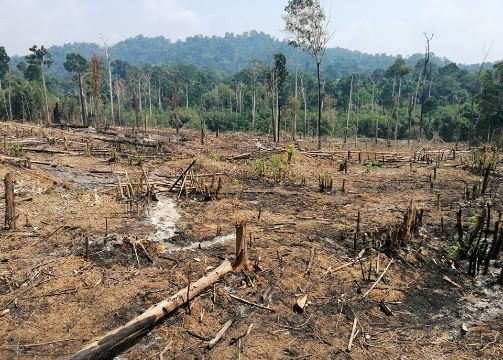 Diện tích rừng của Myanmar ngày càng thu hẹp