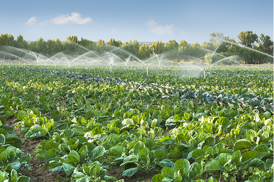 Ninh Thuận: Sử dụng hiệu quả tài nguyên nước, phát triển nông nghiệp bền vững