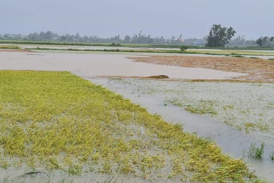 Quảng Ngãi: Bão số 5 gây mưa lớn làm thiệt hại hàng nghìn ha lúa, hoa màu