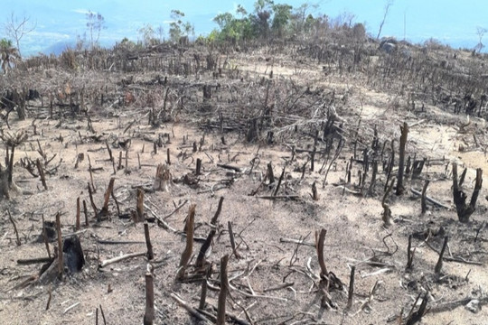 Phát hiện 5ha rừng tự nhiên ở Bình Định bị tàn phá nghiêm trọng