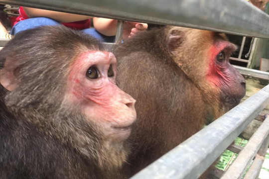 Hà Tĩnh: Thả 2 cá thể khỉ về khu Bảo tồn thiên nhiên Kẻ Gỗ