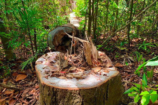 Chủ tịch UBND tỉnh Quảng Ngãi yêu cầu kiểm tra, làm rõ vụ lâm tặc phá rừng ở Đức Phổ