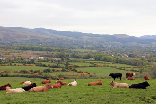 Giảm phát thải nông nghiệp ở Ireland vẫn là bài toán chưa có lời giải