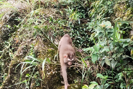 Bắc Ninh: Người dân tự nguyện giao cá thể khỉ quý hiếm để thả về môi trường tự nhiên