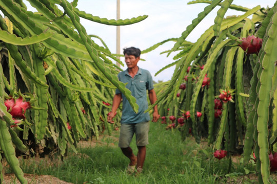 Bình Thuận: Định hướng phát triển nông nghiệp theo hướng hiện đại, bền vững