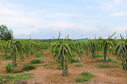 Tưới tiết kiệm lan tỏa ở vùng đất khô hạn của Bình Thuận