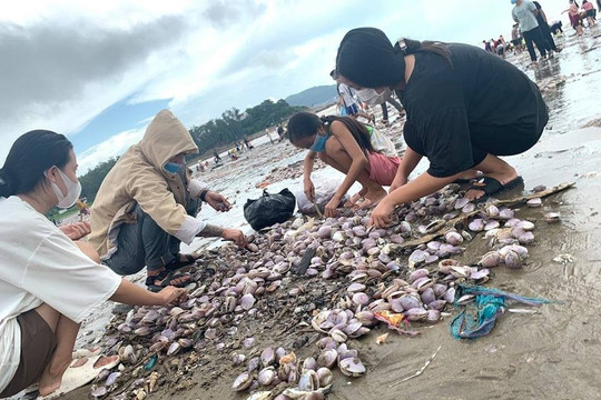 Nghệ An: Hàng trăm tấn ngao dạt vào bờ biển sau mưa bão