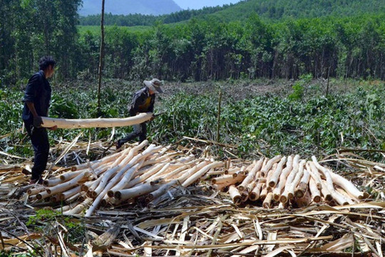 Quảng Ninh: Cần đẩy nhanh hỗ trợ trồng rừng gỗ lớn